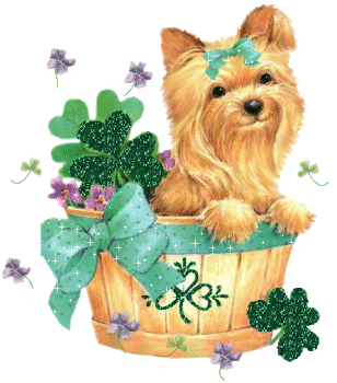 a cute st patricks yorkie